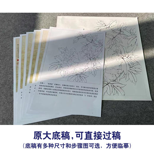 【有步骤、大彩图】李晓明工笔画白描底稿斗方小品《玉立春风》牡丹初学者临摹花鸟线稿KD16 商品图1