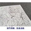 【有步骤、大彩图】李晓明工笔画白描底稿斗方小品《大宋紫》牡丹初学者临摹花鸟线稿KD11 商品缩略图4