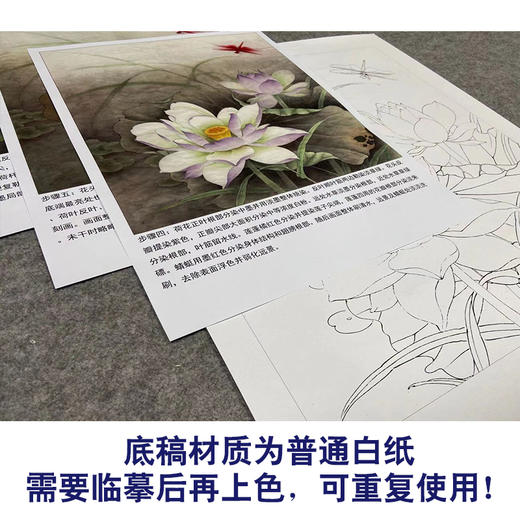 【有步骤、大彩图】李晓明工笔画白描底稿小品《紫荷红蜻蜓》荷花初学者临摹花鸟线稿KE09 商品图3