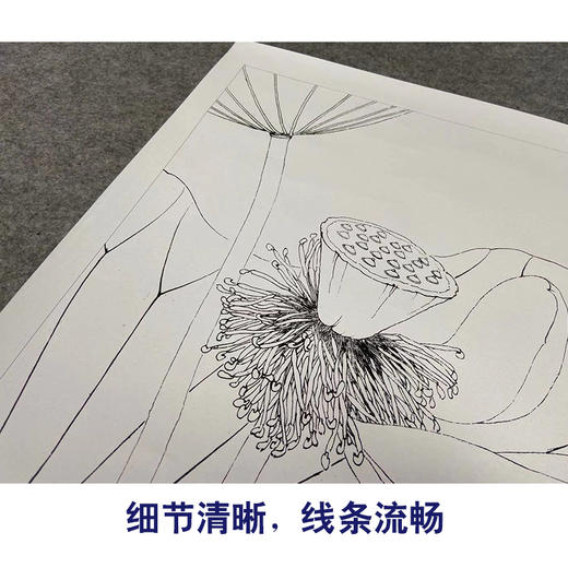 【有步骤、大彩图】李晓明工笔画白描底稿斗方小品《荷花》初学者临摹花鸟线稿KE11 商品图4