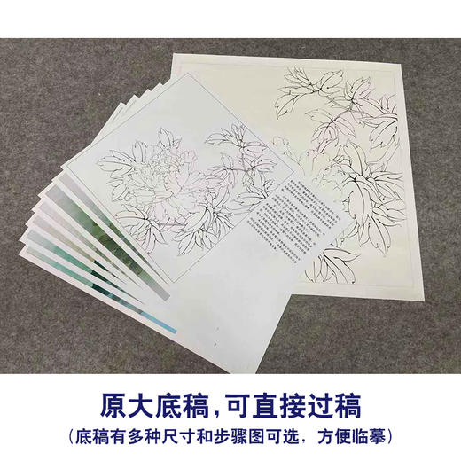 【有步骤、大彩图】李晓明工笔画白描底稿斗方小品《玉立春风》牡丹初学者临摹花鸟线稿KD21 商品图1