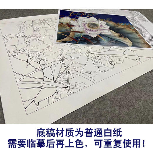【有步骤、大彩图】李晓明工笔画白描底稿小品《千瓣莲》荷花初学者临摹花鸟线稿KE13 商品图3