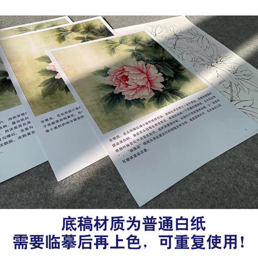 【有步骤、大彩图】李晓明工笔画白描底稿斗方小品《玉立春风》牡丹初学者临摹花鸟线稿KD16 商品图3