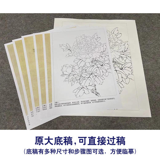 【有步骤、大彩图】李晓明工笔画白描底稿小品《花魁姚黄》牡丹初学者临摹花鸟线稿KD38 商品图1