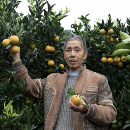 麻阳冰糖橙、汁多味甜，甜似冰糖而闻名全国、个头虽然不大，名气却很大！果肉入口脆嫩清爽，少籽化渣，汁多味浓 商品图3