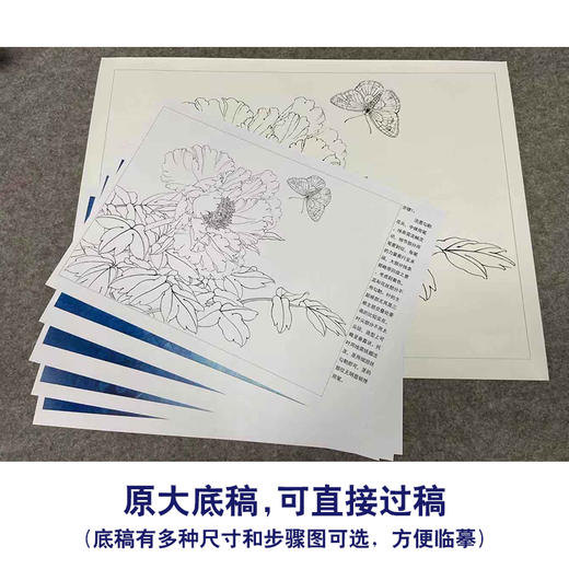 【有步骤、大彩图】李晓明工笔画白描稿底小品《凤丹白蛱蝶》牡丹蝴蝶初学者临摹花鸟线稿KD35 商品图1