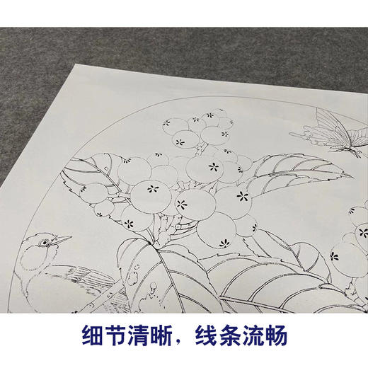 【有步骤、大彩图】李晓明工笔画白描底稿圆形小品《临宋枇杷山鸟图》枇杷蝴蝶初学者临摹花鸟线稿KC33 商品图4