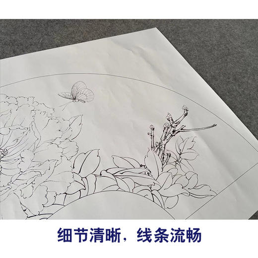 【有步骤、大彩图】李晓明工笔画白描底稿扇面小品《白蝶蓝田玉》牡丹蝴蝶初学者临摹花鸟线稿KD07 商品图4