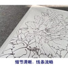 【有步骤、大彩图】李晓明工笔画白描底稿《二乔逢春》牡丹初学者临摹花鸟线稿KD12 商品缩略图4