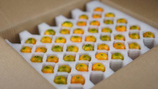 【顺丰直邮】广西融安脆皮小金桔 新鲜当季水果柑桔滑皮香甜不酸金橘 商品图7