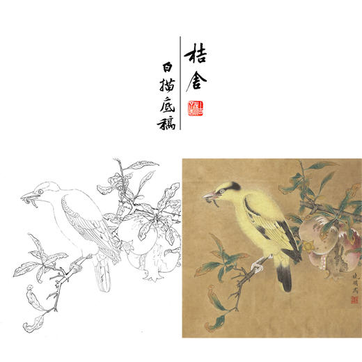 【有步骤、大彩图】李晓明工笔画白描底稿斗方小品《榴枝黄鸟图》石榴黄鹂初学者临摹花鸟线稿KC31 商品图0