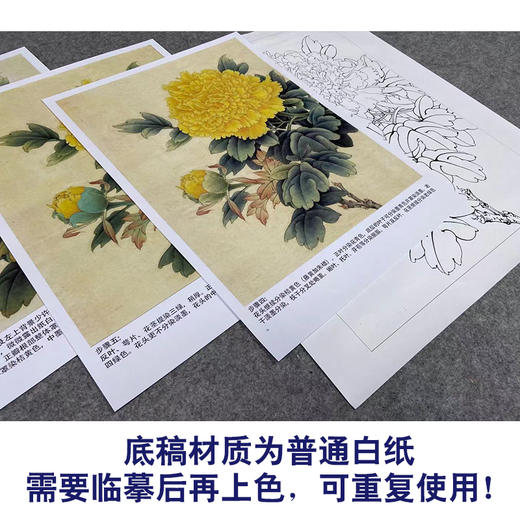 【有步骤、大彩图】李晓明工笔画白描底稿小品《花魁姚黄》牡丹初学者临摹花鸟线稿KD38 商品图3