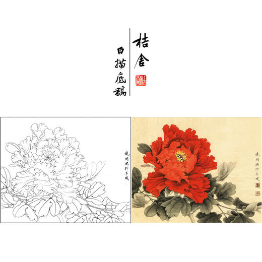 【有步骤、大彩图】李晓明工笔画白描底稿斗方小品《状元红》牡丹初学者临摹花鸟线稿KD45 商品图0