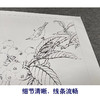 【有步骤、大彩图】李晓明工笔画白描底稿斗方小品《枇杷绣眼图》初学者临摹花鸟线稿KC34 商品缩略图4