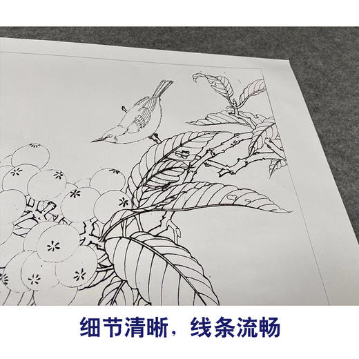 【有步骤、大彩图】李晓明工笔画白描底稿斗方小品《枇杷绣眼图》初学者临摹花鸟线稿KC34 商品图4