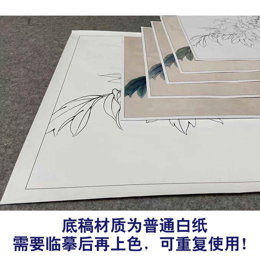 【有步骤、大彩图】李晓明工笔画白描底稿斗方小品《牡丹洛阳春》牡丹初学者临摹花鸟线稿KD31 商品图3