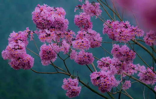 户外@江门紫花风铃+蒲葵林+彩虹村 1天 商品图3