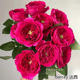 奥斯汀玫瑰|darcey达西12支