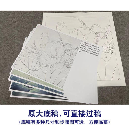 【有步骤、大彩图】李晓明工笔画白描底稿斗方小品《水上芙蓉》荷花初学者临摹花鸟线稿KE07 商品图1