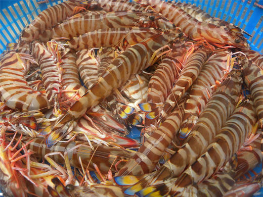 大九节虾花虾鲜活野生