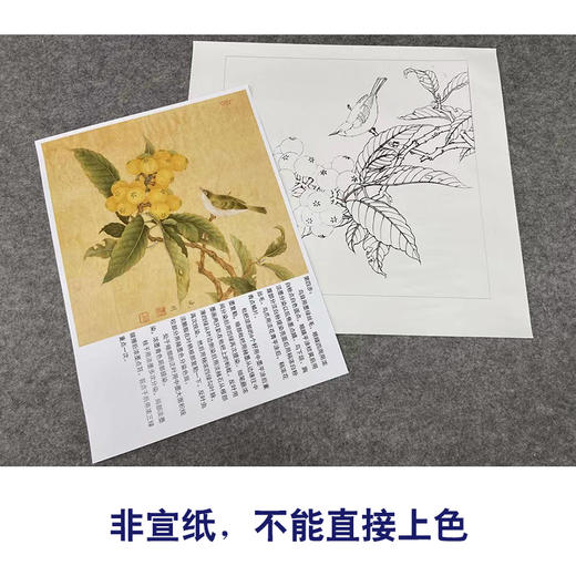 【有步骤、大彩图】李晓明工笔画白描底稿斗方小品《枇杷绣眼图》初学者临摹花鸟线稿KC34 商品图2