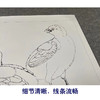 【有步骤、大彩图】李晓明工笔画白描底稿斗方小品《鸡雏待饲图》初学者临摹高清打印稿KC30 商品缩略图4