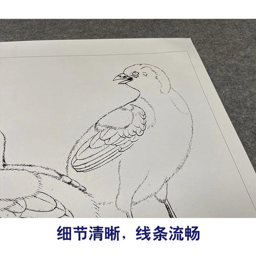 【有步骤、大彩图】李晓明工笔画白描底稿斗方小品《鸡雏待饲图》初学者临摹高清打印稿KC30 商品图4