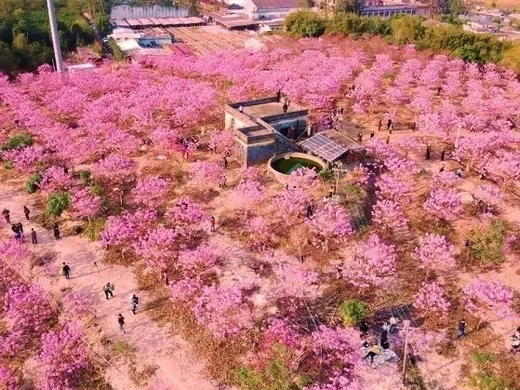 户外@江门紫花风铃+蒲葵林+彩虹村 1天 商品图0