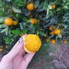 麻阳冰糖橙、汁多味甜，甜似冰糖而闻名全国、个头虽然不大，名气却很大！果肉入口脆嫩清爽，少籽化渣，汁多味浓 商品缩略图5