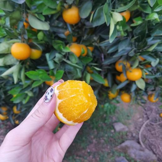 麻阳冰糖橙、汁多味甜，甜似冰糖而闻名全国、个头虽然不大，名气却很大！果肉入口脆嫩清爽，少籽化渣，汁多味浓 商品图5