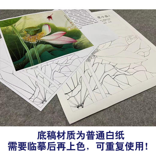 【有步骤、大彩图】李晓明工笔画白描底稿斗方小品《荷花》初学者临摹花鸟线稿KE11 商品图3