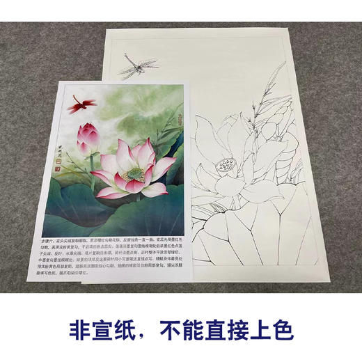 【有步骤、大彩图】李晓明工笔画白描底稿《荷花红蜻蜓图》初学者临摹花鸟线稿KE14 商品图2