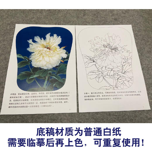 【有步骤、大彩图】李晓明工笔画白描底稿宫扇小品《香玉》牡丹初学者临摹花鸟线稿KD09 商品图3