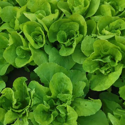 【5件包邮】酵素农法蔬菜丨5件起包邮（卓园） 商品图4