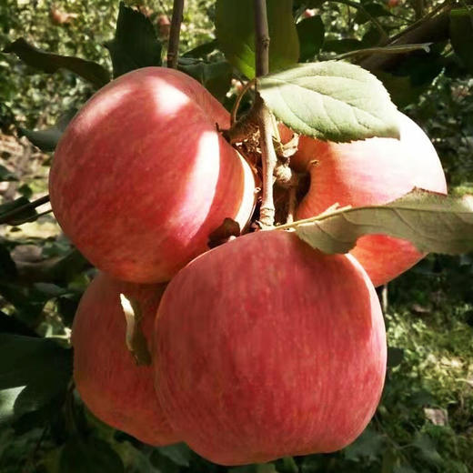 【塔玛庄园】新疆阿克苏苹果 4kg 真正的冰糖心 商品图5