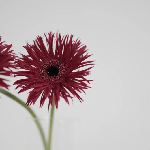 菊花-拉丝非洲菊-酒红色 商品图0