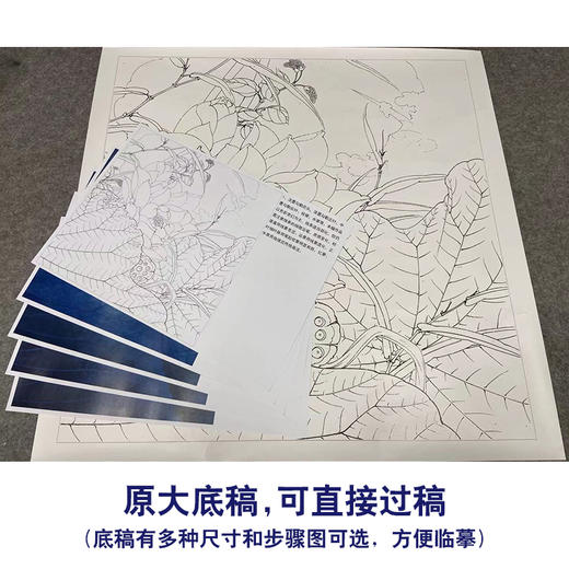 【有步骤、大彩图】李晓明工笔画白描底稿斗方小品《金莲》荷花初学者临摹花鸟线稿KE10 商品图1