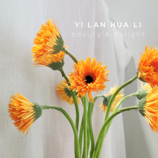 菊花-拉丝非洲菊-橘色-10枝/扎 商品图1