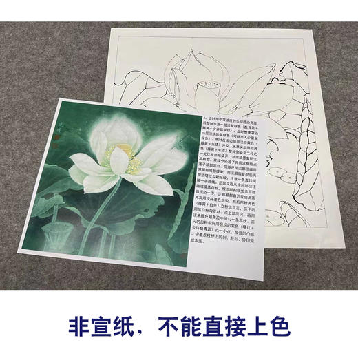 【有步骤、大彩图】李晓明工笔画白描底稿斗方小品《冷艳清华》荷花初学者临摹花鸟线稿KE06 商品图2