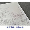 【有步骤、大彩图】李晓明工笔画白描底稿斗方小品《重绘独舞花间》牡丹鹦鹉初学者临摹花鸟线稿KD22 商品缩略图4