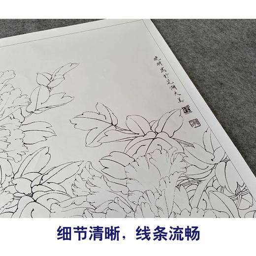 【有步骤、大彩图】李晓明工笔画白描底稿斗方小品《重绘独舞花间》牡丹鹦鹉初学者临摹花鸟线稿KD22 商品图4