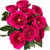 奥斯汀玫瑰|darcey达西12支 商品缩略图4