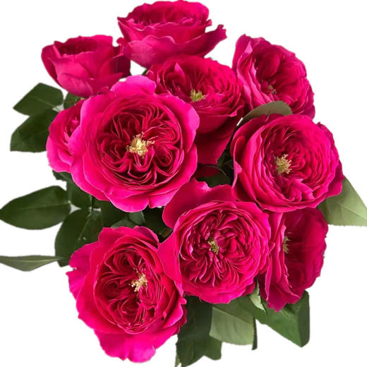 奥斯汀玫瑰|darcey达西12支 商品图4