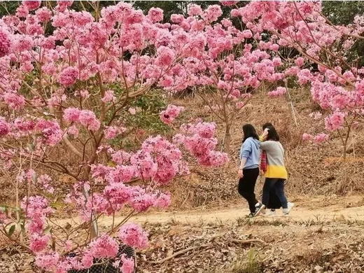 户外@江门紫花风铃+蒲葵林+彩虹村 1天 商品图2