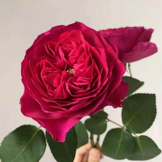 奥斯汀玫瑰|darcey达西12支 商品图1