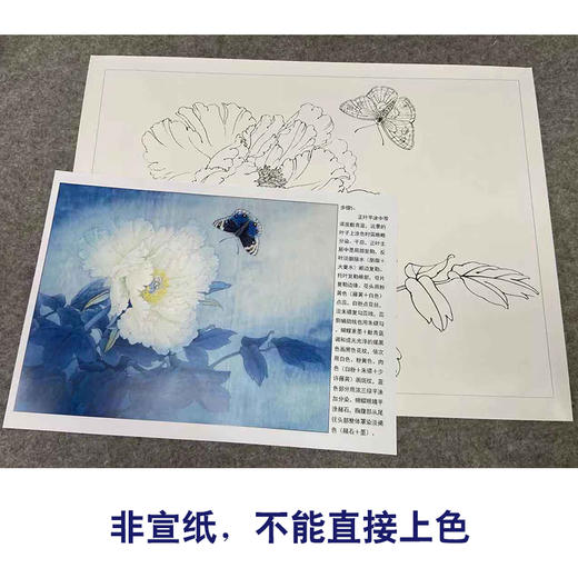 【有步骤、大彩图】李晓明工笔画白描稿底小品《凤丹白蛱蝶》牡丹蝴蝶初学者临摹花鸟线稿KD35 商品图2
