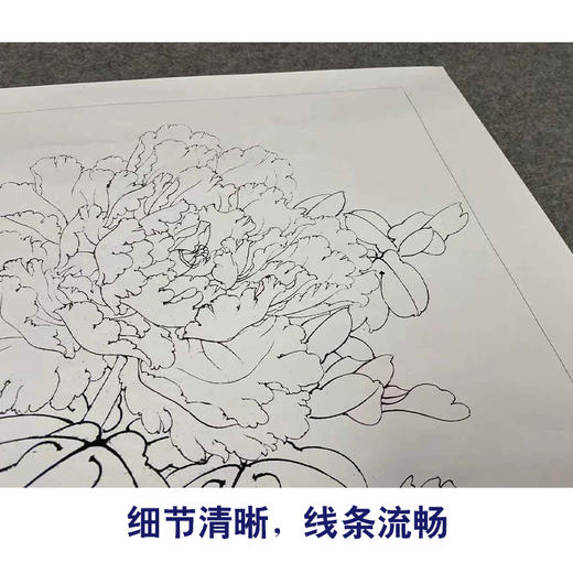 【有步骤、大彩图】李晓明工笔画白描底稿《牡丹图》初学者临摹花鸟线稿KD37 商品图4