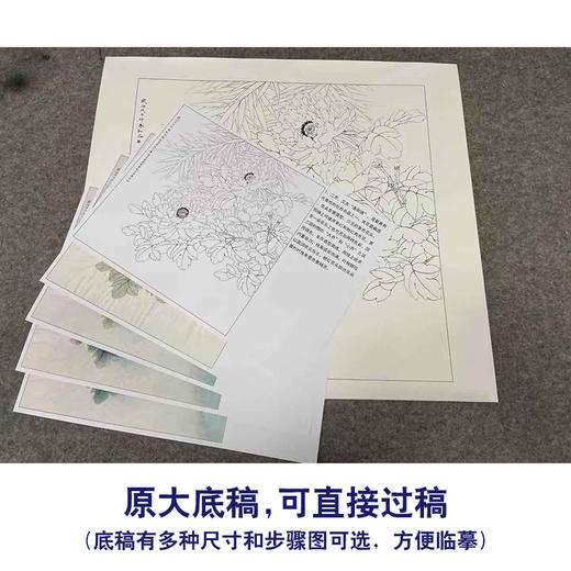 【有步骤、大彩图】李晓明工笔画白描底稿斗方小品《二乔》牡丹初学者临摹花鸟线稿KD29 商品图1