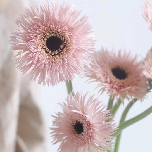 菊花-拉丝非洲菊-粉色-10枝/扎 商品图0