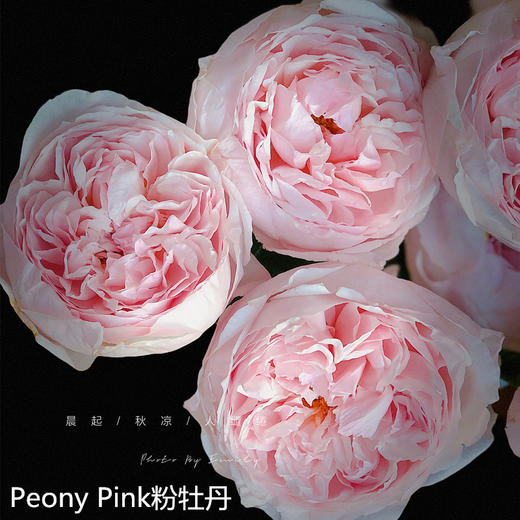 肯尼亚进口Peony Pink粉牡丹玫瑰花10支 商品图6